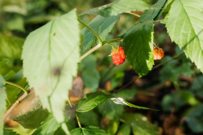 rainbowtrekkers©Martin-Donat-42